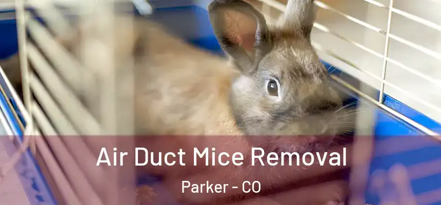  Air Duct Mice Removal Parker - CO